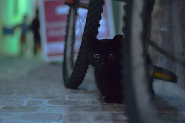 Як місто у Марокко захопили коти: чарівні фото - фото 194832