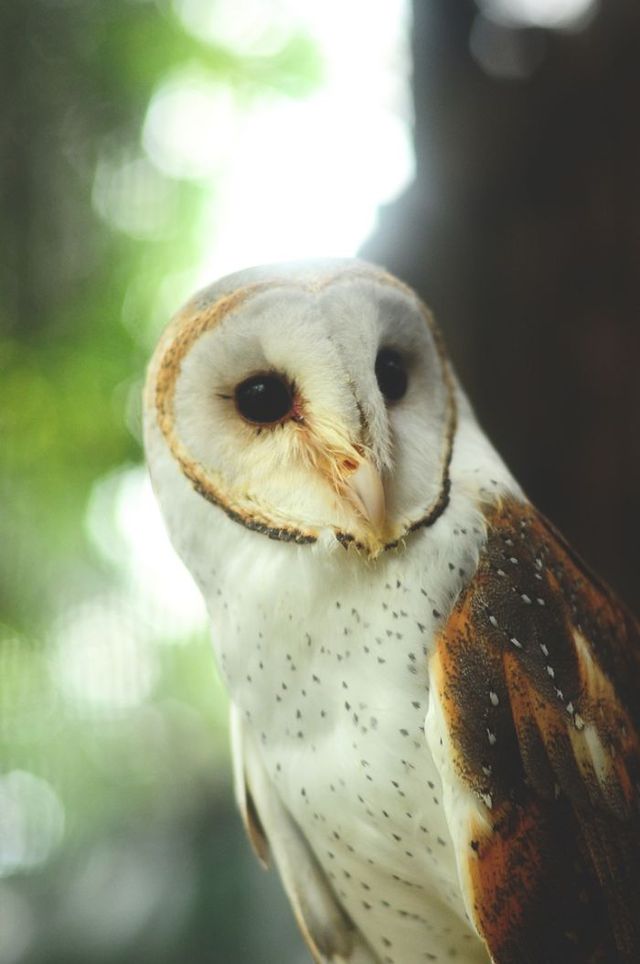 Краще за котиків! Чарівні сови на ефектних фото - фото 193822