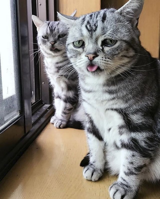 Як виглядає найсумніший кіт у світі, якого хочеться обійняти - фото 196843