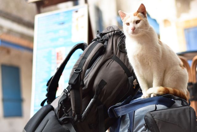 Як місто у Марокко захопили коти: чарівні фото - фото 194823