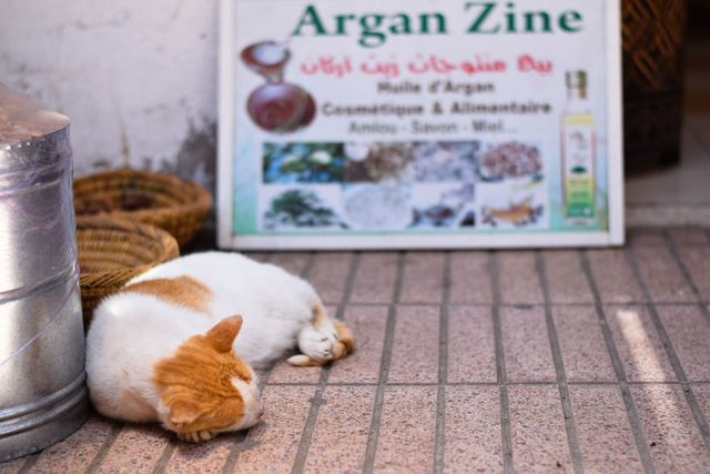 Як місто у Марокко захопили коти: чарівні фото - фото 194830