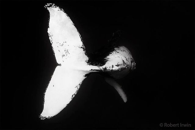 13-річний син відомого журналіста вразив своїми фото - фото 195291