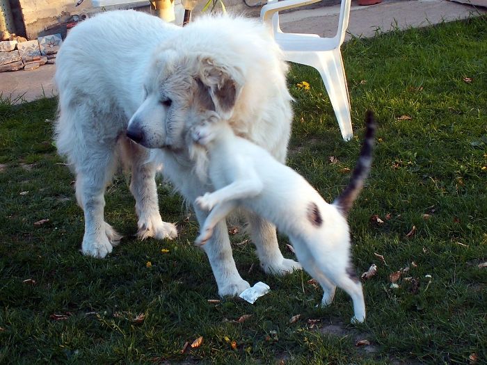 Як виглядає спільне життя котів та собак: кумедні фото