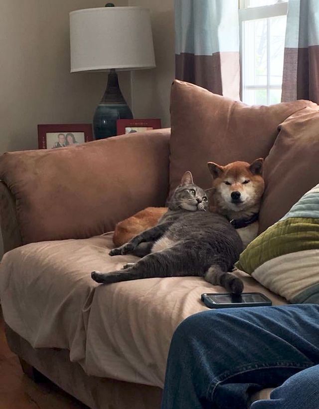 Як виглядає спільне життя котів та собак: кумедні фото - фото 193921