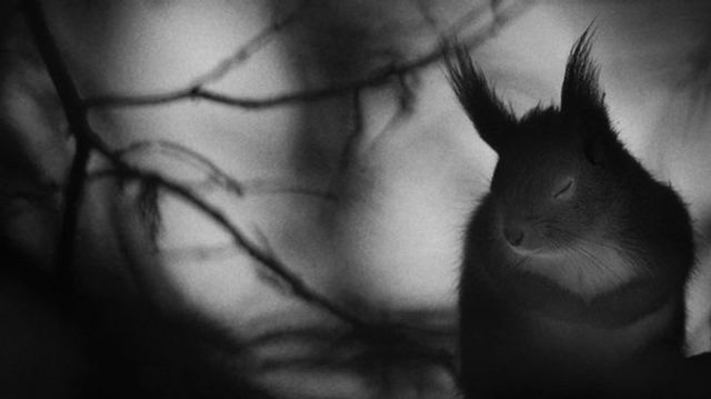 Найкращі фотографії дикої природи: фіналісти 2017 року - фото 196334