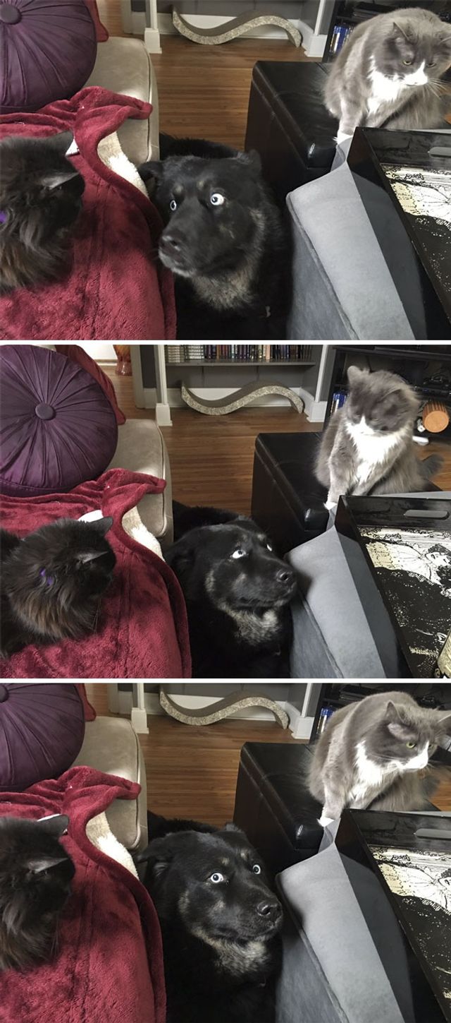 Коли кіт і пес живуть в одному домі: кумедні фото - фото 195578