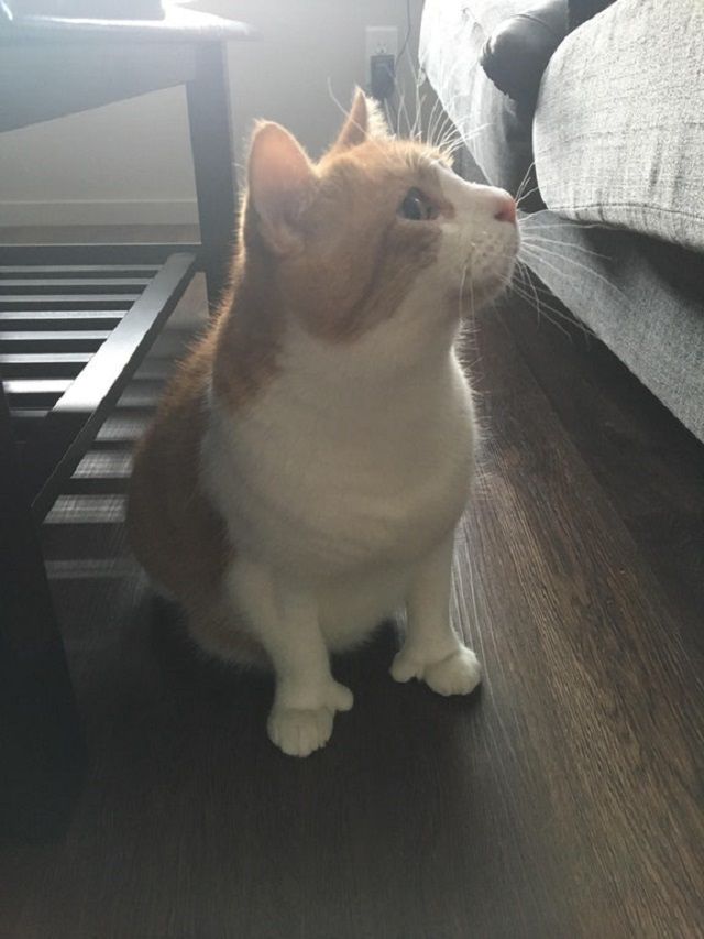 Кіт з дивними лапками здивував мережу: фотофакт