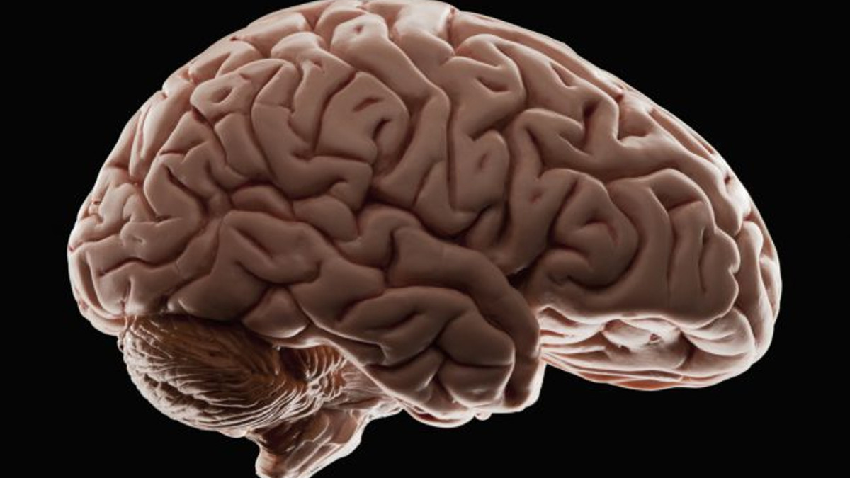 У Канаді знайшли істоту в формі людського мозку - фото 1