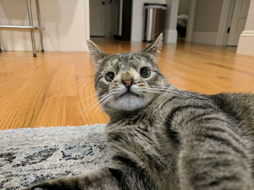 Кішка з дивним поглядом підкорила Instagram