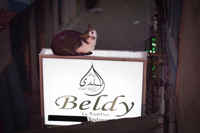 Як місто у Марокко захопили коти: чарівні фото - фото 194825