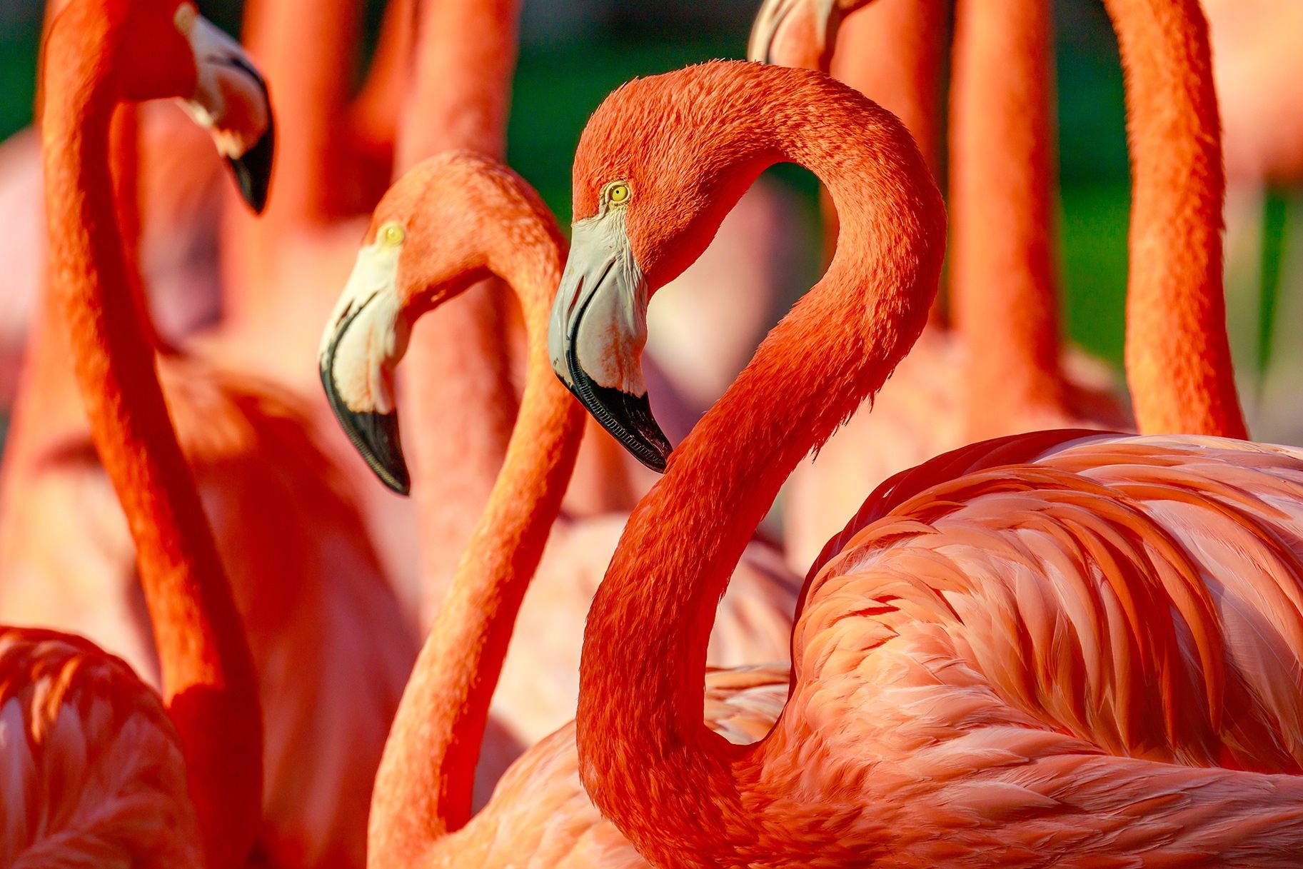 Евакуацію фламінго через ураган зняли на відео