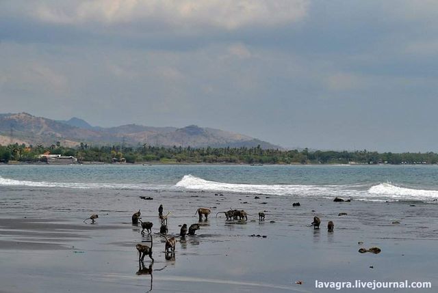 Як насправді виглядає "казковий" Балі: шокуючі фото - фото 193347