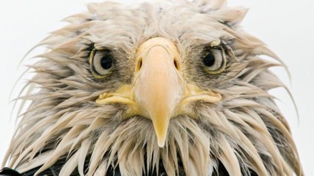 Найкращі фотографії дикої природи: фіналісти 2017 року - фото 196336