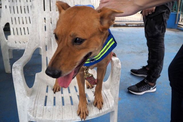 У Бангкоку з'явилися перші смарт-собаки: фотофакт - фото 194548