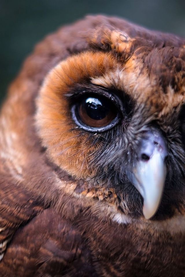 Краще за котиків! Чарівні сови на ефектних фото - фото 193831