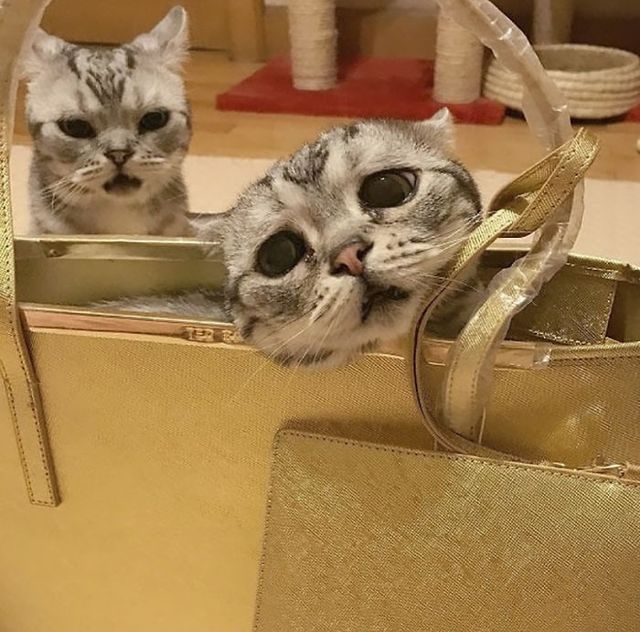 Як виглядає найсумніший кіт у світі, якого хочеться обійняти - фото 196833