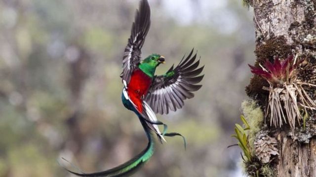 Найкращі фотографії дикої природи: фіналісти 2017 року - фото 196333