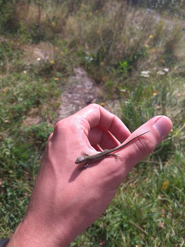 Таких ящірок біля водоспаду було багацько - фото 194756