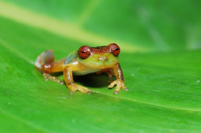 Названі тварини, які скоро вимруть - фото 196748