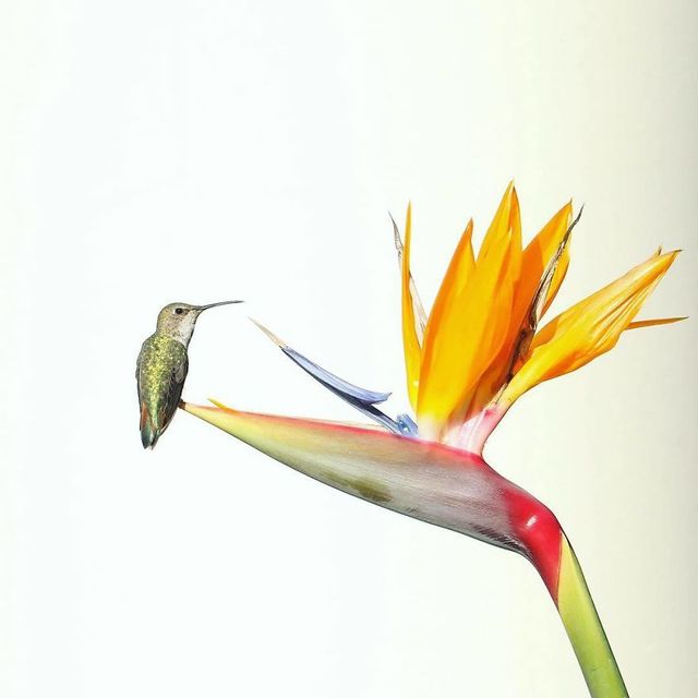 13-річний син відомого журналіста вразив своїми фото - фото 195298