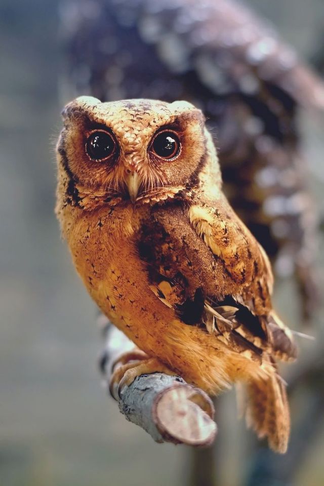 Краще за котиків! Чарівні сови на ефектних фото - фото 193827