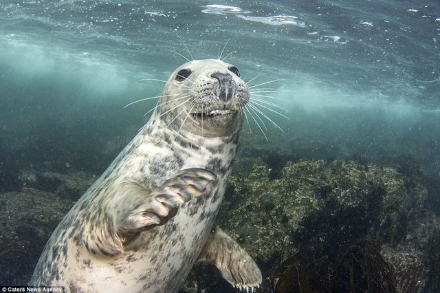 Маленький тюлень намагався вкрасти камеру у дайвера - фото 195136