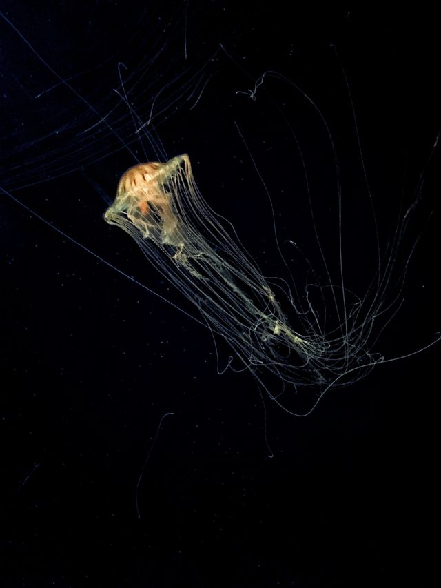 Найяскравіші фото конкурсу світлин зі смартфонів - фото 194334