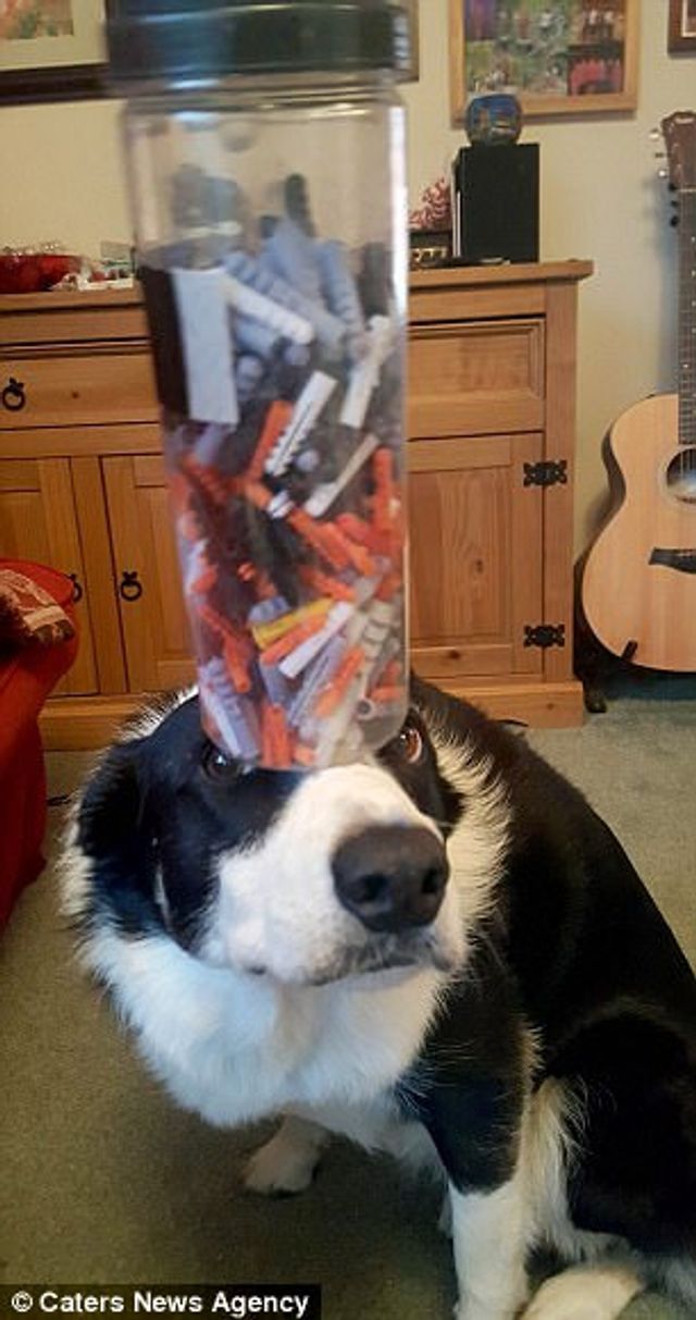 Це пес здатен балансувати з будь-чим на голові: кумедні фото - фото 203935