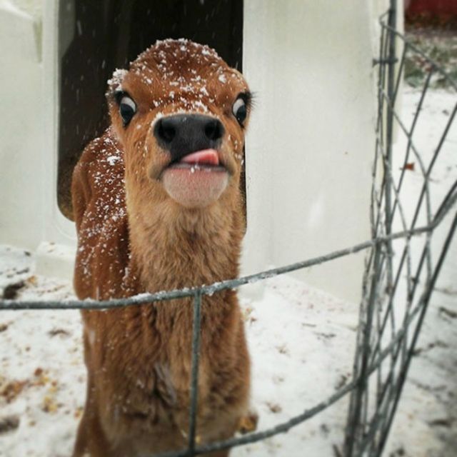 Так виглядають 