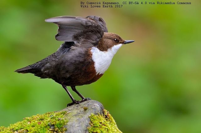 Вікі любить Землю 2017: неймовірні фото, зроблені в Україні - фото 204558