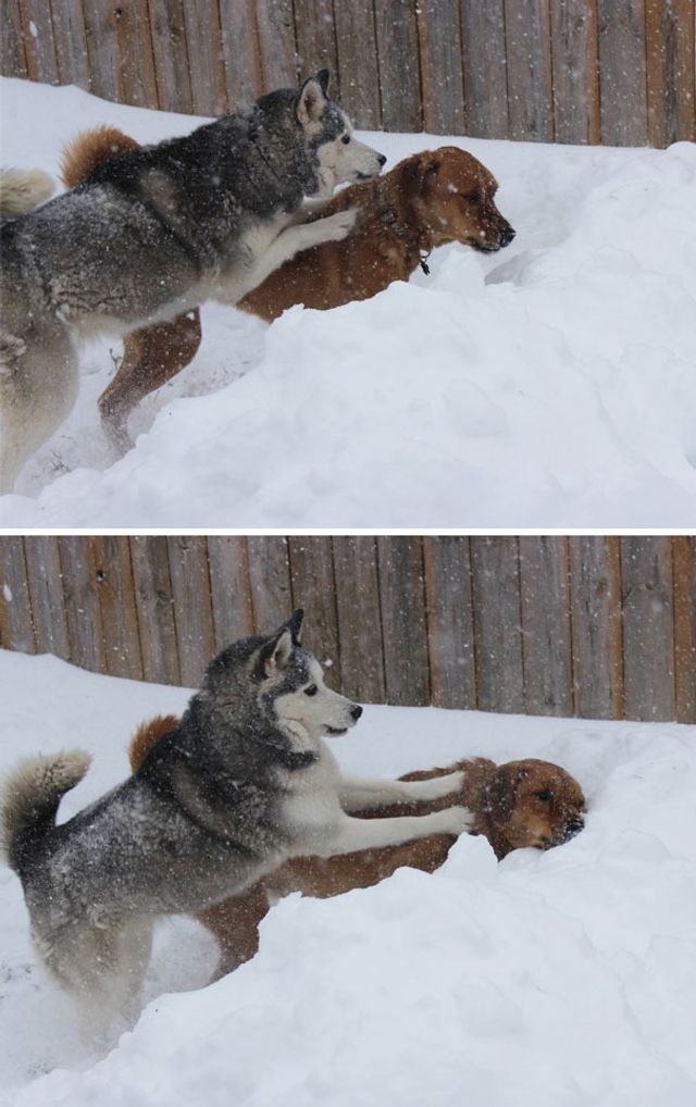 Коли твій домашній улюбленець – паскуда: епічні фото - фото 200858