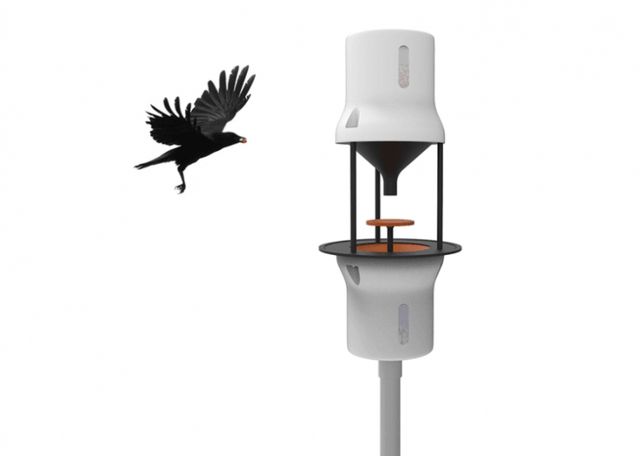 Стартап дня: голландський ворон навчать підбирати недопалки, щоб зробити місто чистішим - фото 200712