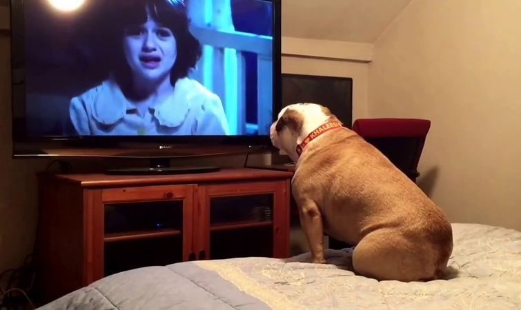 Бульдог, який любить дивитися фільми жахів, підкорив мережу
