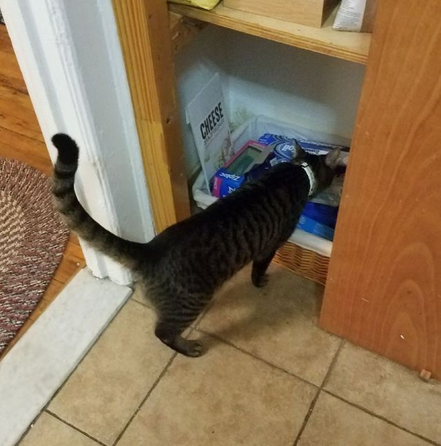 Дівчина упіймала кота-грабіжника на гарячому: кумедні фото - фото 202257