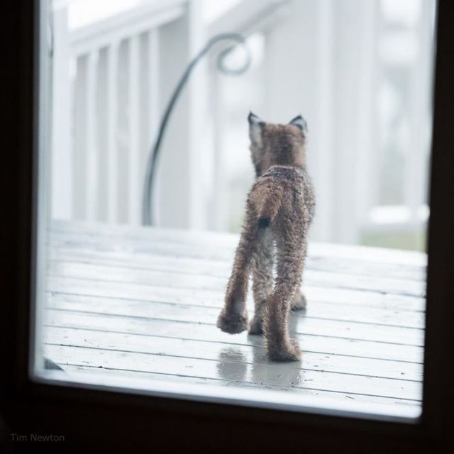 Ви здивуєтесь! Чоловік пішов на шум і побачив на своєму ганку це - фото 199546