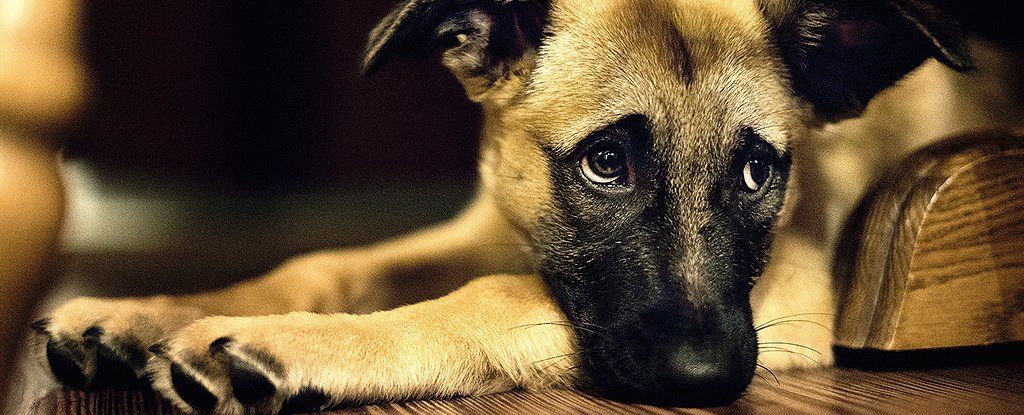 Учені: собаки навчилися виявляти емоції для спілкування з людьми