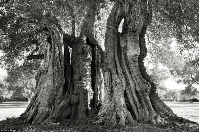 Стародавні гіганти: захоплюючі фото найбільших дерев світу - фото 202637