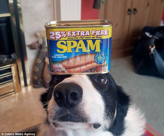 Це пес здатен балансувати з будь-чим на голові: кумедні фото - фото 203936