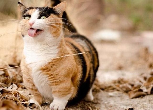 Коли твій улюбленець не фотогенічний: епічні фото