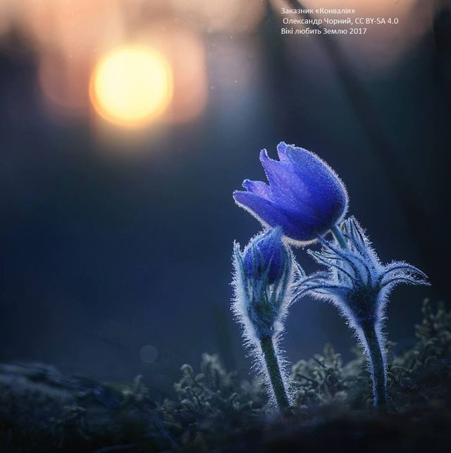 Вікі любить Землю 2017: неймовірні фото, зроблені в Україні - фото 204555