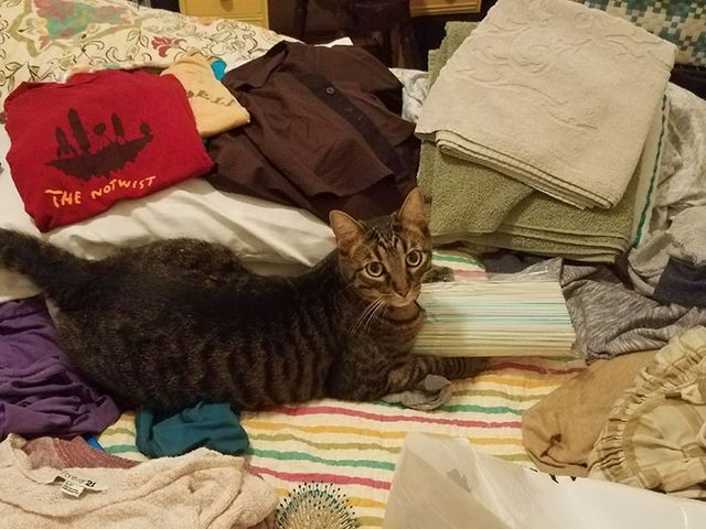 Дівчина упіймала кота-грабіжника на гарячому: кумедні фото - фото 202252