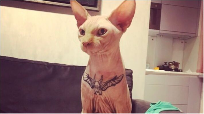 Коту Яші зробили тату - фото 1