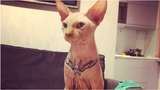 Пара з Чернігова зробила татуювання своєму коту: мережа обурена