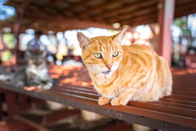 Американець показав, як виглядає рай на Землі: чарівні фото - фото 204741