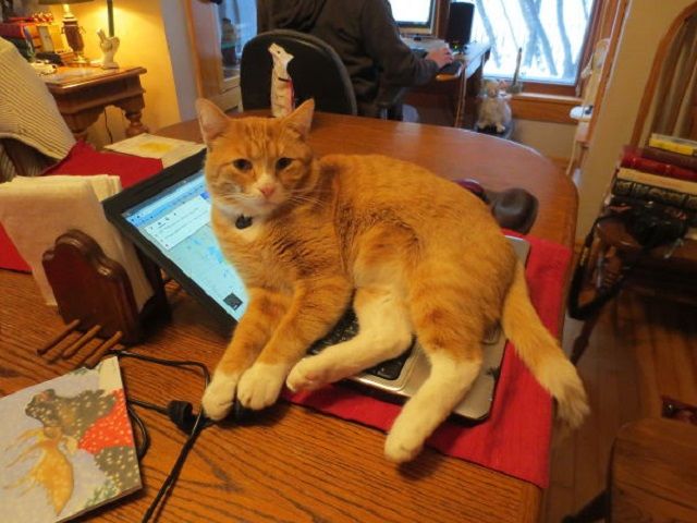 Коли твій домашній улюбленець – паскуда: епічні фото - фото 1