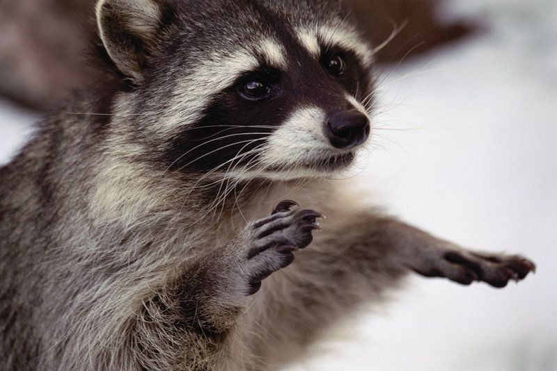 Єнот станцював хіп-хоп у Луцькому зоопарку: кумедне відео