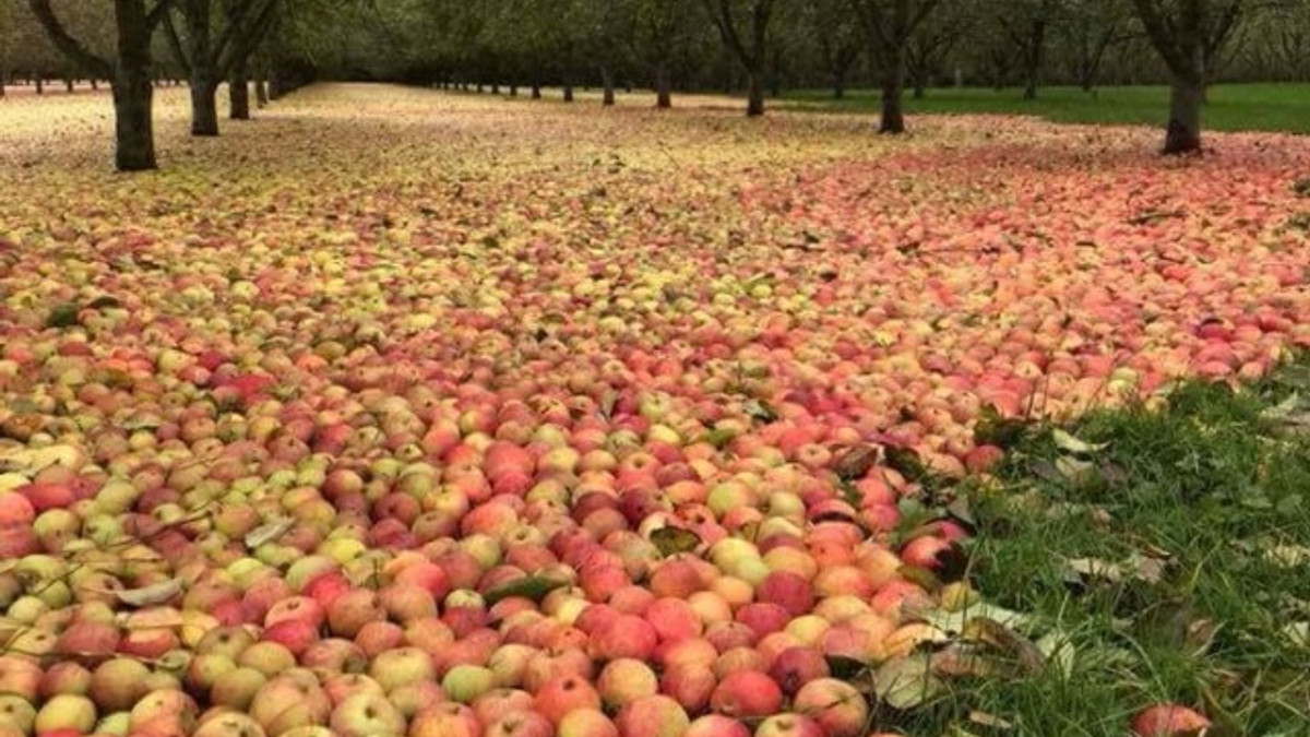 Яблучний килим - фото 1