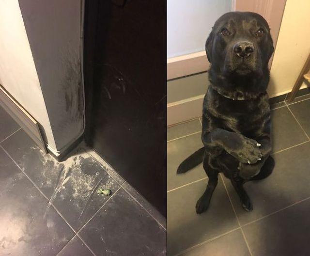 Коли твій домашній улюбленець – паскуда: епічні фото - фото 200857