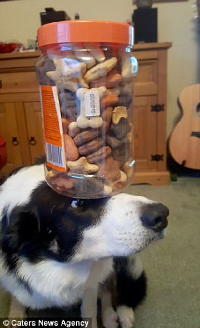 Це пес здатен балансувати з будь-чим на голові: кумедні фото - фото 203928