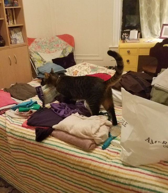 Дівчина упіймала кота-грабіжника на гарячому: кумедні фото - фото 202258